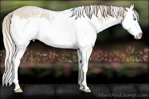 Horse Color:White Spotted Smoky Creme Splash
