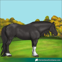 Horse Color:Smoky Black Tobiano 