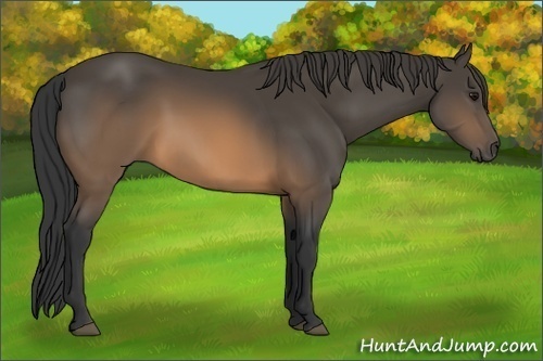 Horse Color:Buckskin 