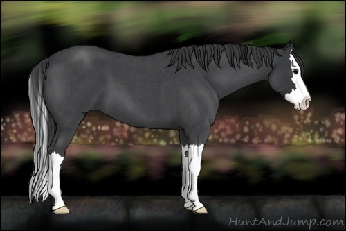 Horse Color:Blue Roan Splash 