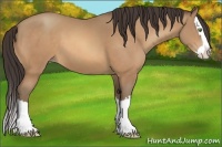 Horse Color:Amber Champagne Sabino Splash 