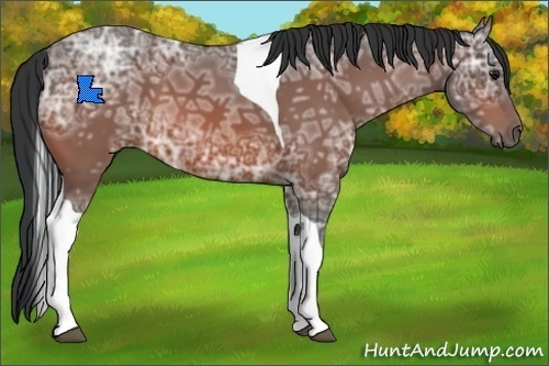Horse Color:Bay Ice Tobiano