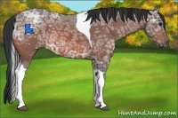 Horse Color:Bay Ice Tobiano 