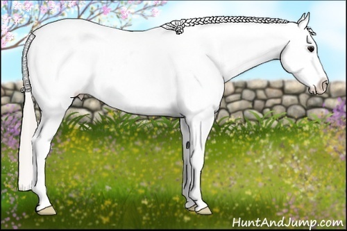 Horse Color:Silver Blue Roan Appaloosa 