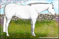 Horse Color:Silver Blue Roan Appaloosa 