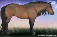 Horse Color:Buckskin 