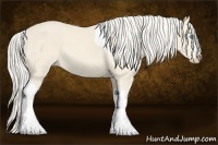 Horse Color:Cremello Tobiano 
