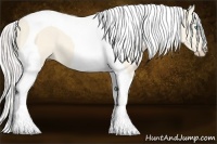 Horse Color:Cremello Dun Tobiano