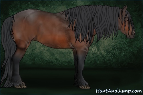 Horse Color:Bay Frame