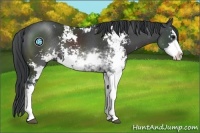 Horse Color:Black Sabino