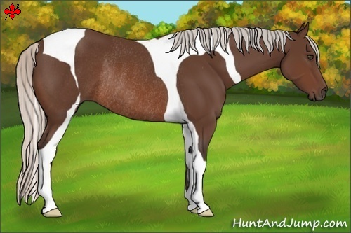 Horse Color:Silver Brown Tobiano Rabicano