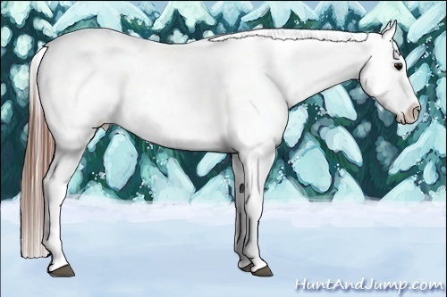 Horse Color:Blue Roan Blanket