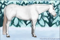 Horse Color:Blue Roan Appaloosa