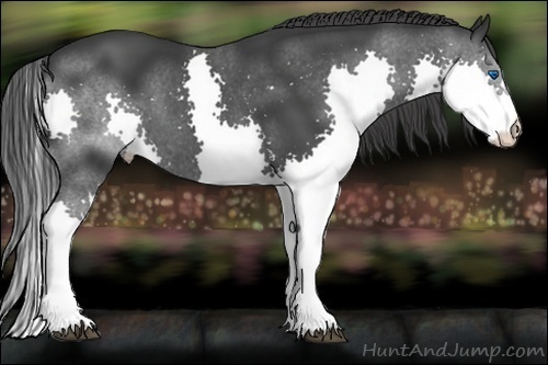 Horse Color:Black Splash 