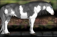 Horse Color:Black Splash 