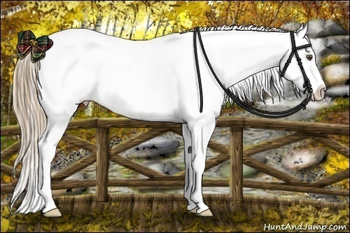 Horse Color:Liver Chestnut Pearl Sabino Tobiano Appaloosa 