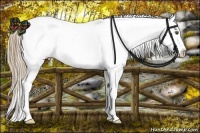 Horse Color:Liver Chestnut Pearl Sabino Tobiano Appaloosa 