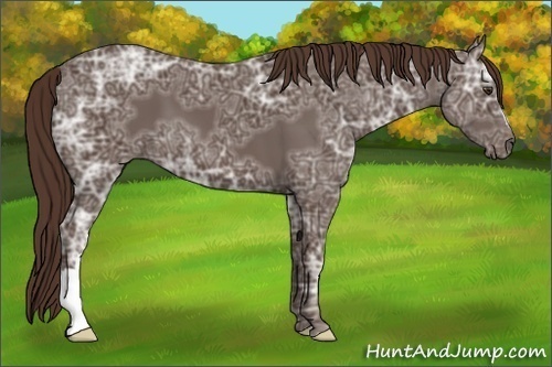 Horse Color:Liver Chestnut Ice 