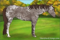 Horse Color:Liver Chestnut Ice 