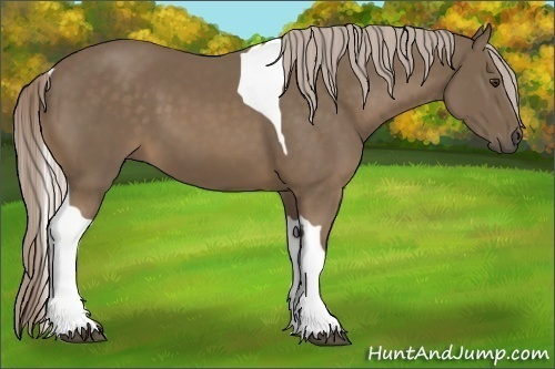 Horse Color:Chocolate Palomino Tobiano 
