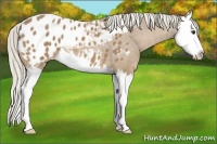 Horse Color:Palomino Splash Appaloosa 