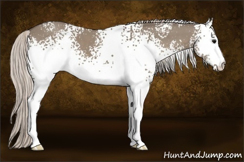 Horse Color:White Spotted Silver Grullo
