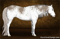 Horse Color:White Spotted Silver Grullo