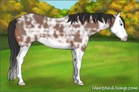 Horse Color:Bay Ice Splash 
