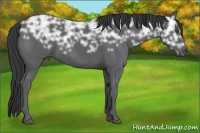 Horse Color:Black Ice 