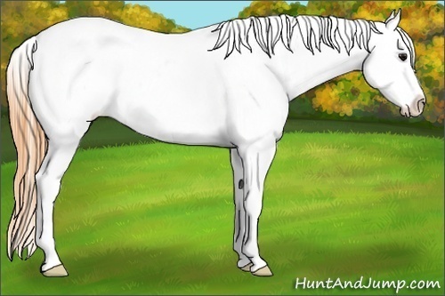 Horse Color:Smoky Grullo Ice Appaloosa 