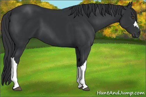 Horse Color:Black 