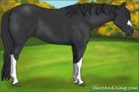 Horse Color:Black 