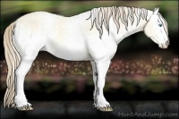 Horse Color:White Spotted Perlino Dun 