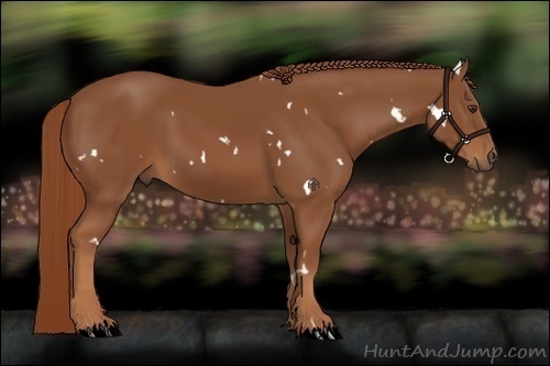 Horse Color:White Spotted Chestnut Rabicano 