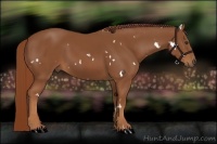 Horse Color:White Spotted Chestnut Rabicano 