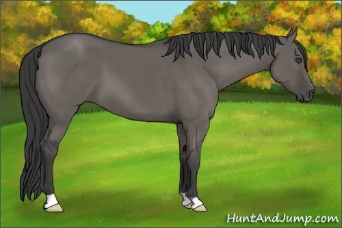 Horse Color:Grullo