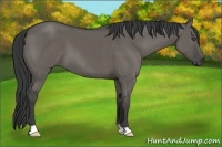 Horse Color:Grullo