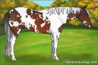 Horse Color:White Spotted Bay Tobiano