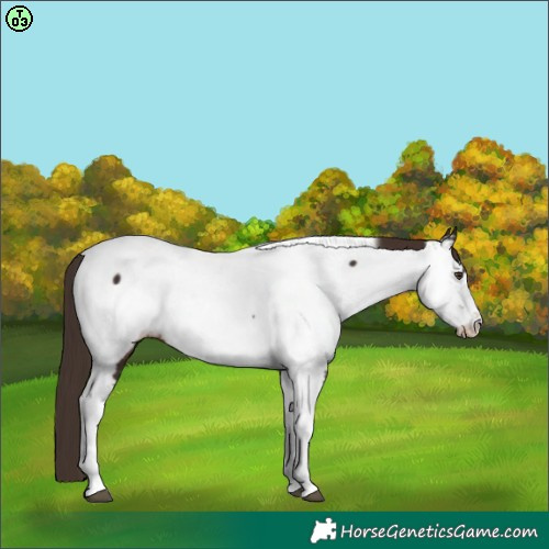 Horse Color:Liver Chestnut Tobiano Frame Near Fewspot 