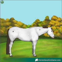Horse Color:Liver Chestnut Tobiano Frame Appaloosa 