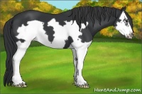 Horse Color:Black Splash Frame