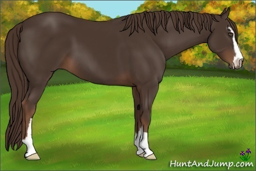 Horse Color:Liver Chestnut Sabino