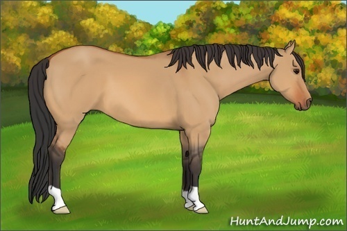 Horse Color:Bay Dun