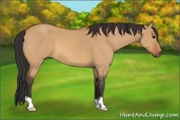 Horse Color:Bay Dun