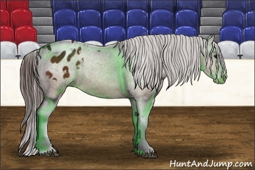 Horse Color:Bay Appaloosa 