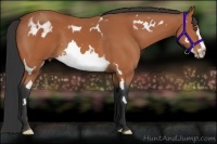 Horse Color:White Spotted Bay Splash Frame