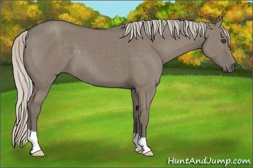 Horse Color:Unknown 