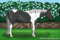 Horse Color:Black Tobiano 