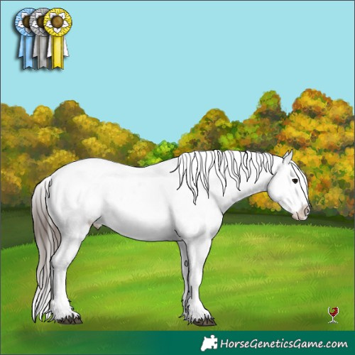 Horse Color:Brown Appaloosa 