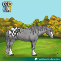 Horse Color:Brown Appaloosa 